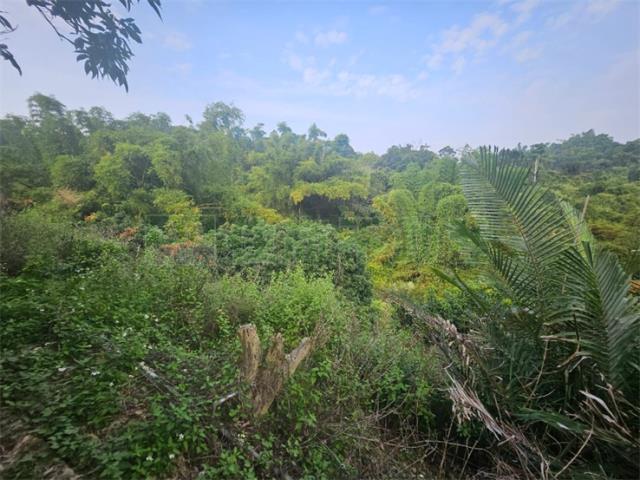 高雄大樹農地-9