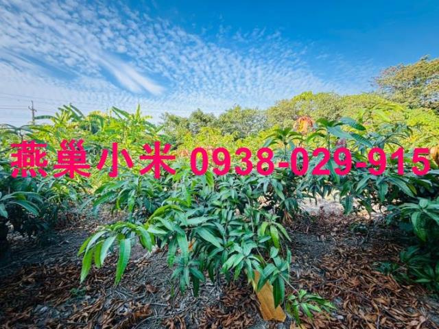 高雄燕巢農地-1