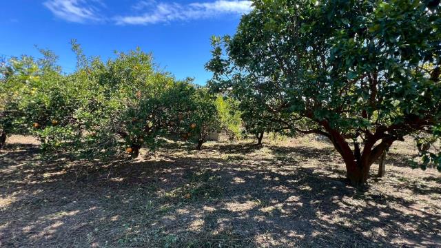 苗栗頭份農地-13