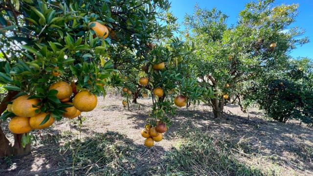 苗栗頭份農地-5