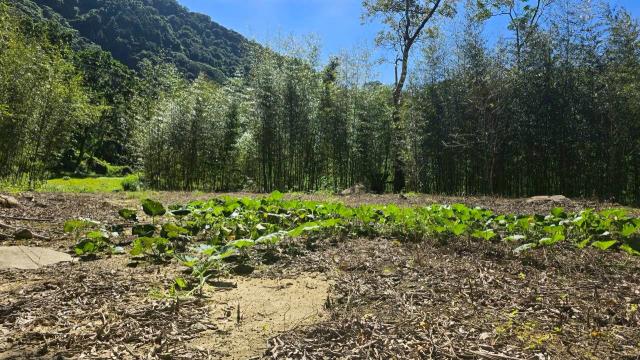 新竹尖石農地-5