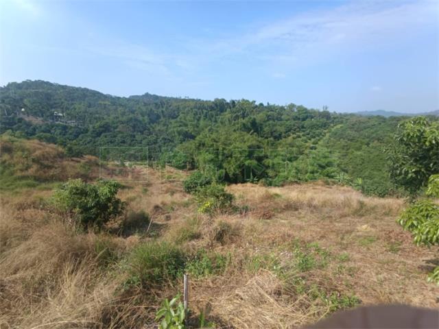 高雄大樹農地-6