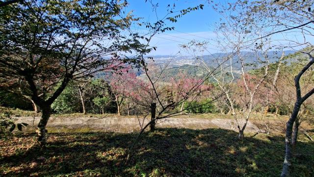 新竹橫山農地-8