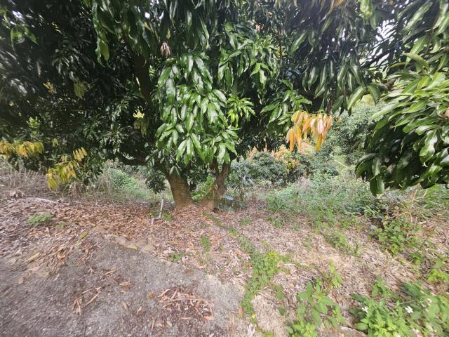 高雄大樹農地-10