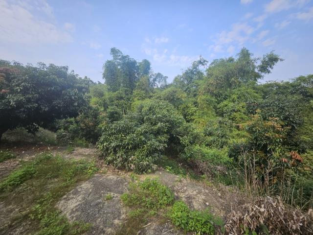 高雄大樹農地-12