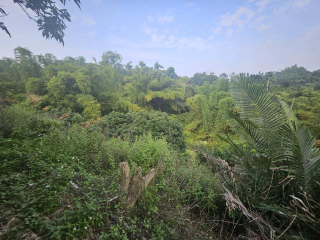 高雄大樹農地-6