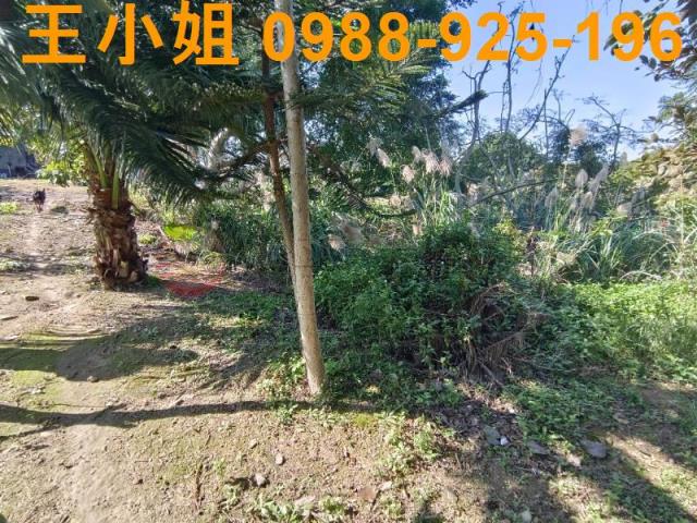 桃園桃園區農地-4