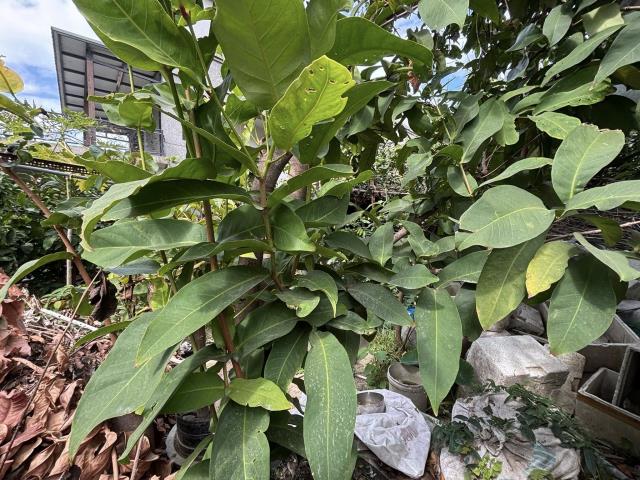 台中西屯住宅地-4