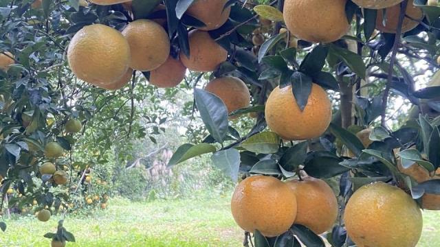 新竹峨眉農地-6