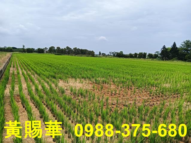 桃園新屋農地-5