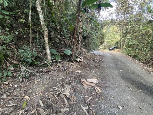 南投鹿谷山坡地-9