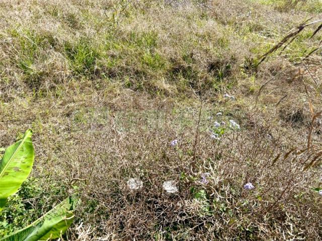 屏東高樹農地-4