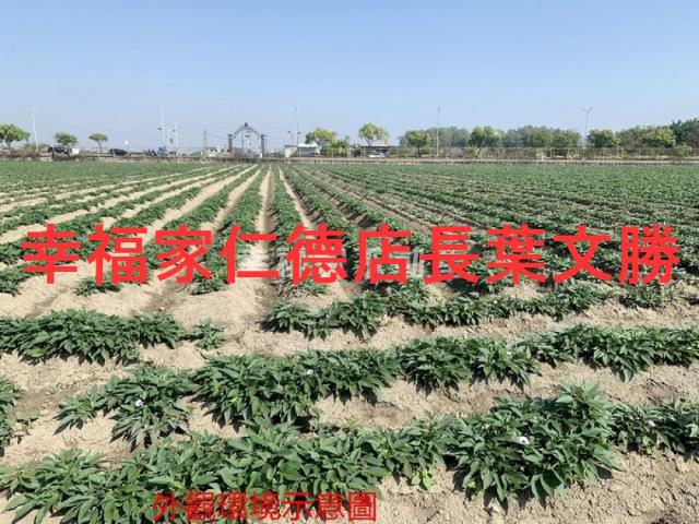 善化農地-11