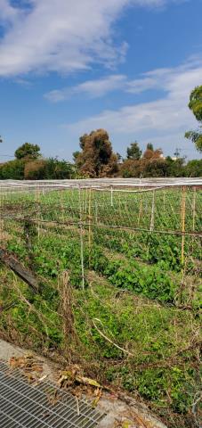 台中東勢農地-1