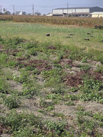 台南農地-6
