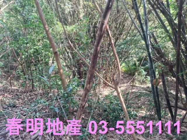 新竹寶山農地-4