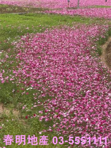 新竹芎林農地-2