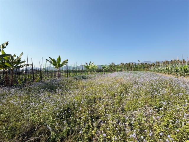 高雄美濃農地-1