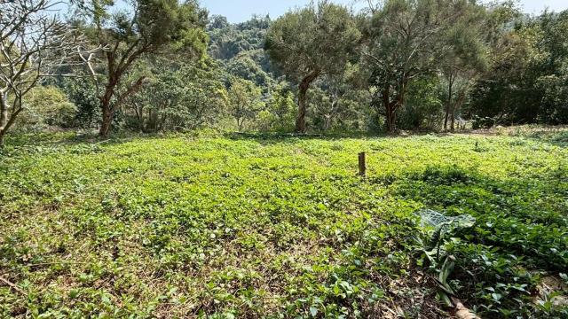 新竹關西農地-8