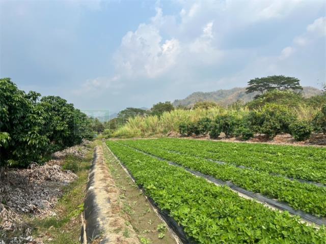 高雄美濃農地-15