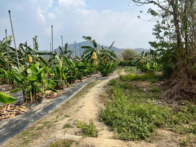 高雄美濃農地-9