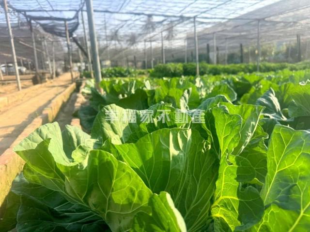 台南南區農地-6