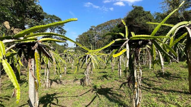 新竹峨眉農地-9