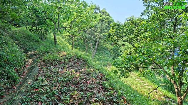 新竹峨眉農地-11