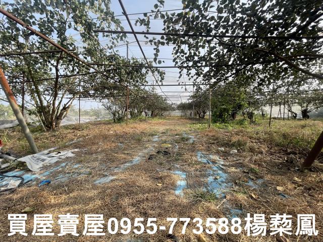 高雄燕巢農地-12