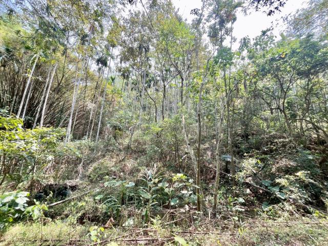 南投中寮農地-4