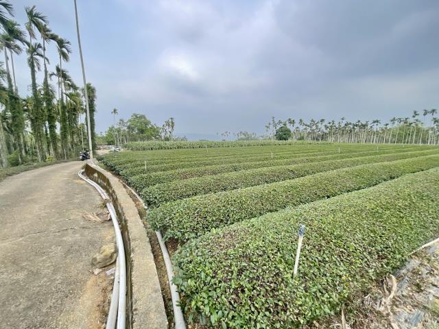 南投名間農地-1