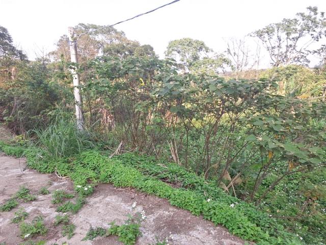 大溪農地-3