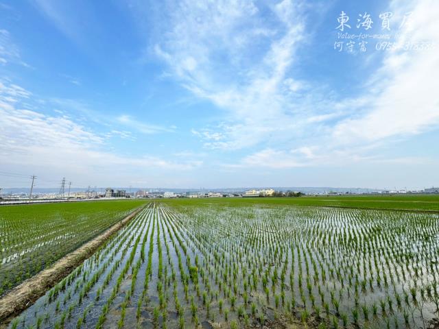 龍井農地-11