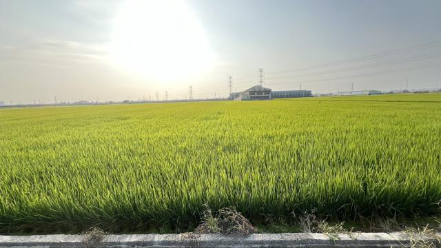 高雄路竹農地-4