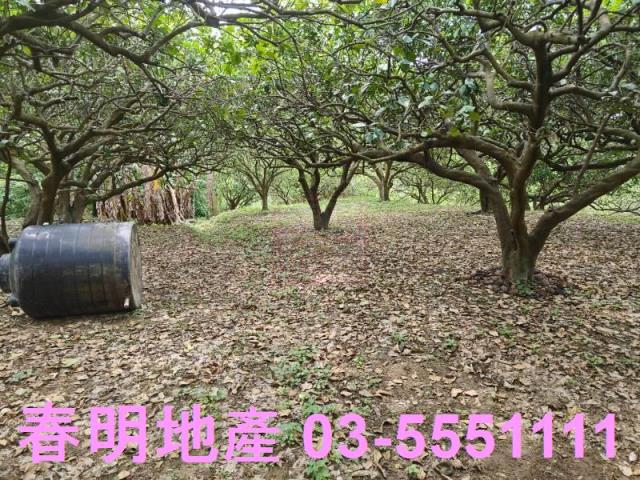 頭份農地-10