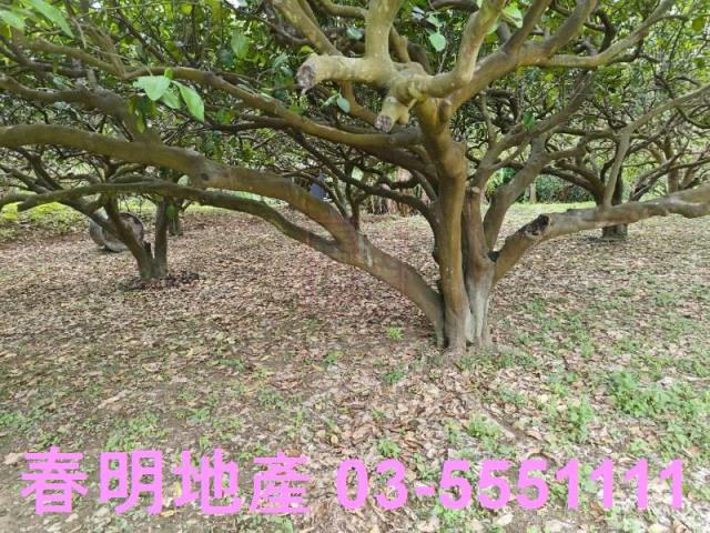 頭份農地-2