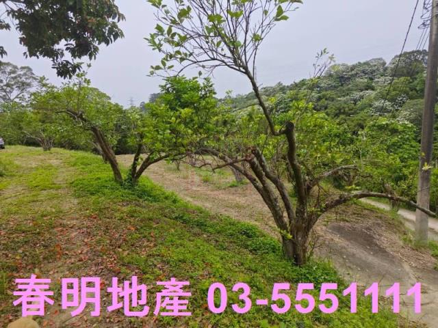 頭份農地-5
