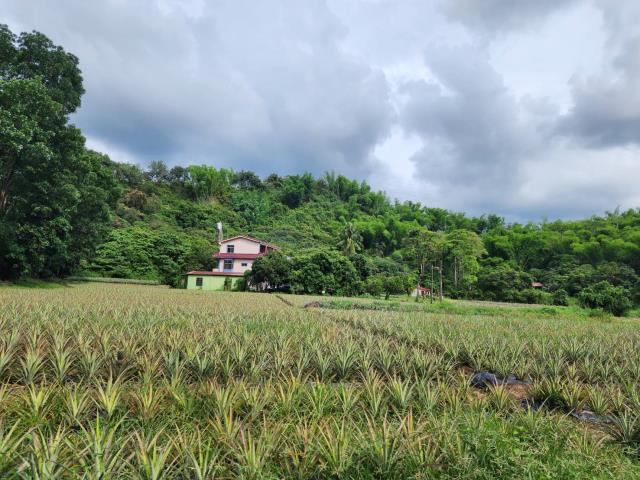 六龜農地-1