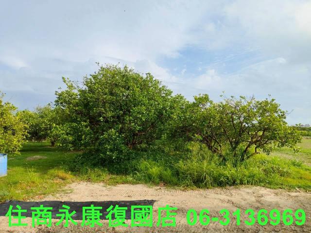 台南佳里農地-15