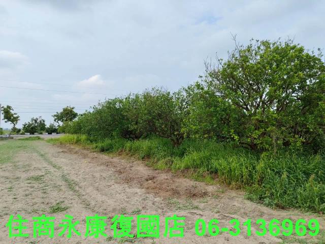 台南佳里農地-6