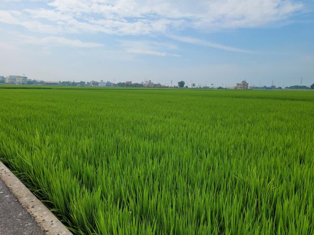 六腳農地-2