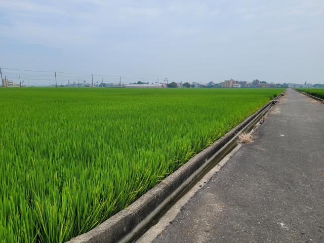 六腳農地-3