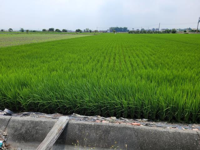 六腳農地-4