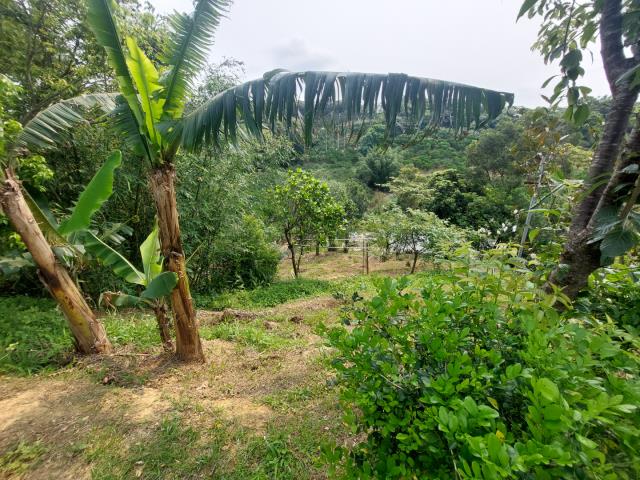 新竹新埔農地-11
