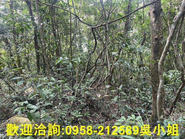 苗栗三義山坡地-1