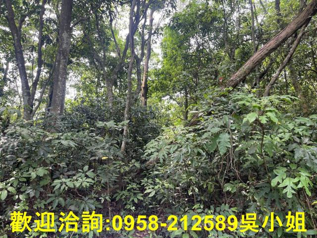 苗栗三義山坡地-2