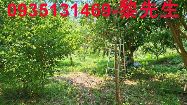 峨眉林地-12