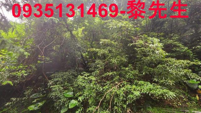橫山林地-11