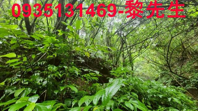 橫山林地-12