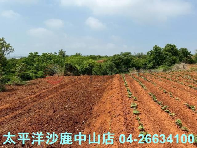 沙鹿保護地-5